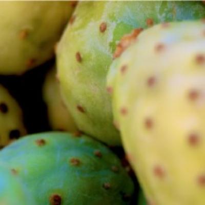 Prickly pear fruits