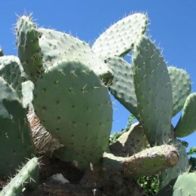 Prickly pear